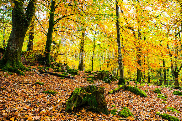 1. Autum Torant Walk Original