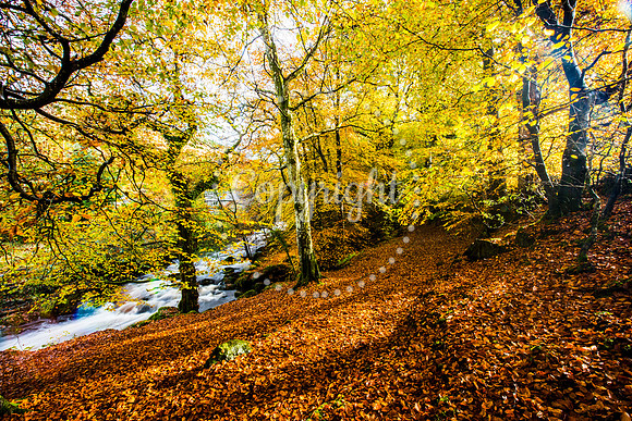 Autum Torant Walk Up Original